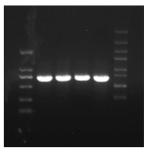 GeneRed（GelRed）核酸染料