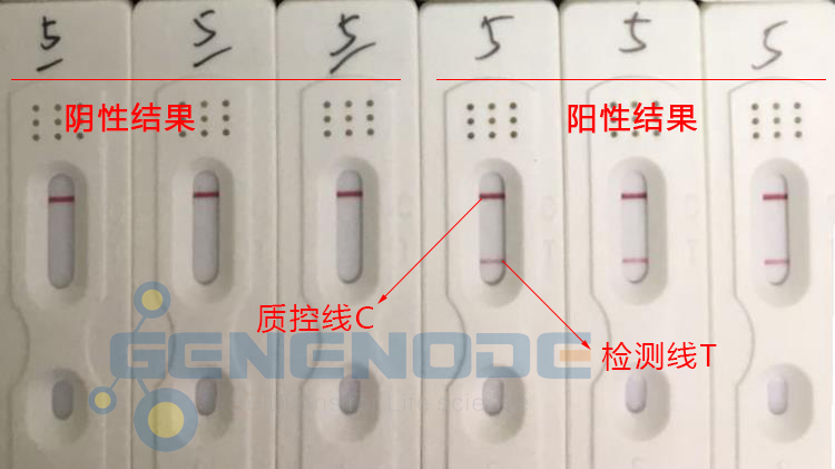 核酸檢測(cè)試紙條LFD